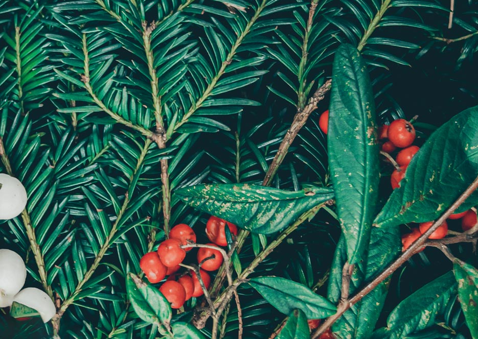 Zdjęcie prezentujące wzór do druku na tkaniny i dzianiny- zielone gałązki i owoce w kolorze czerwonym, motyw zimowy, na Boże Narodzenie